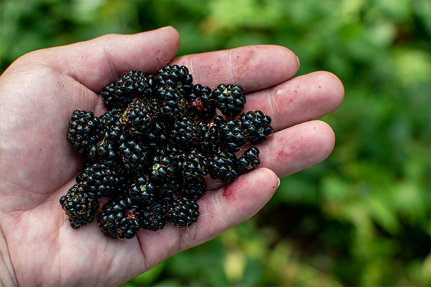 una mano tiene delle more