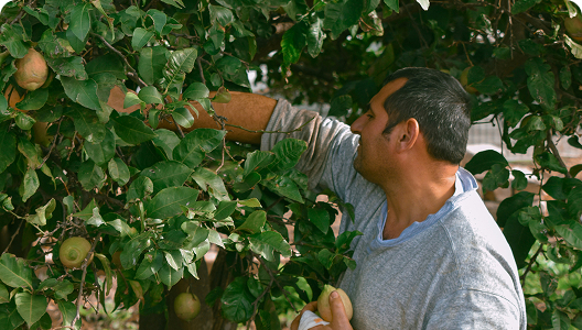 un uomo allunga il braccio verso un albero per cogliere i frutti
