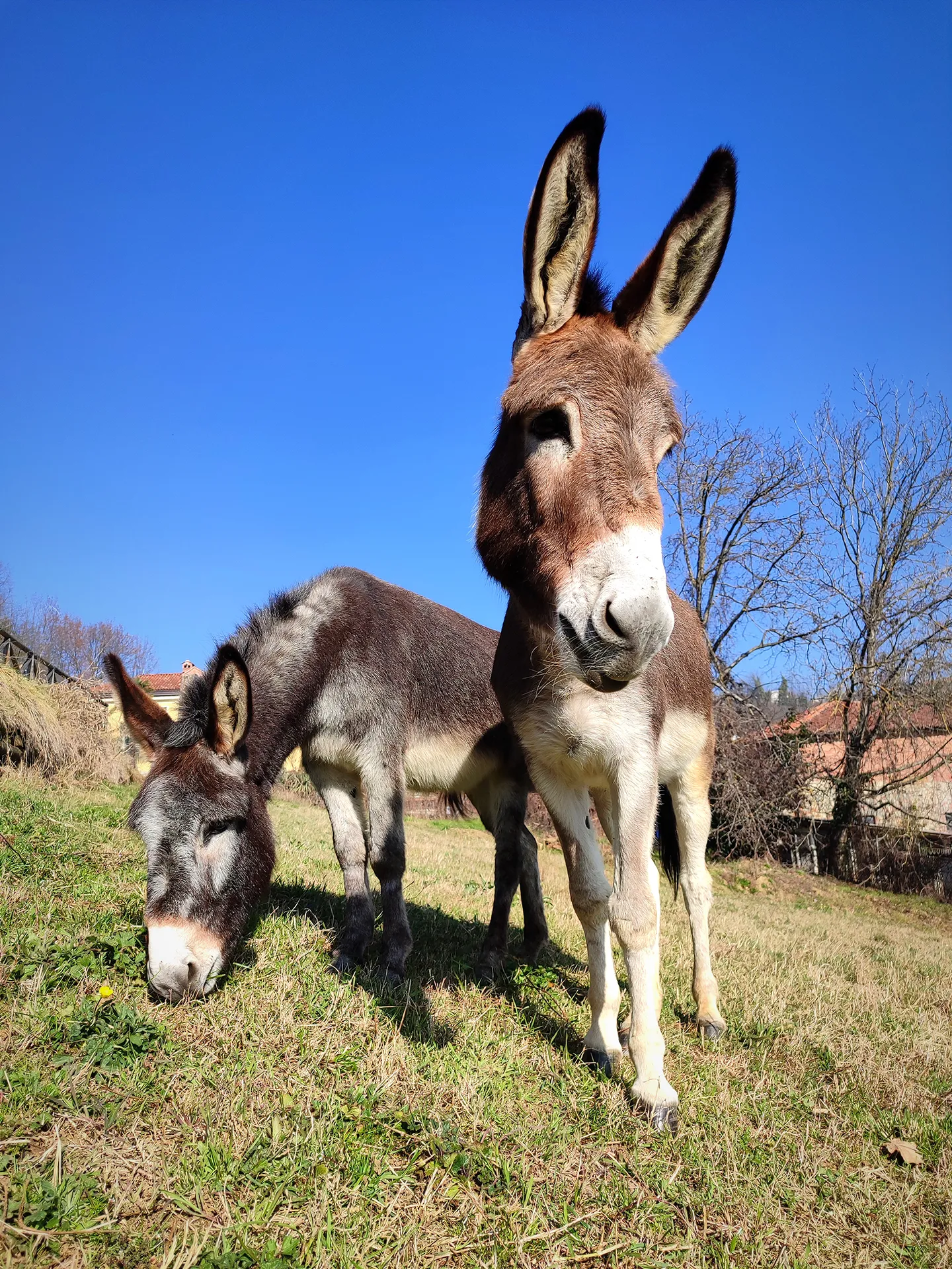 due asini su un prato